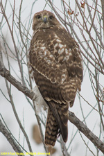 juvenile